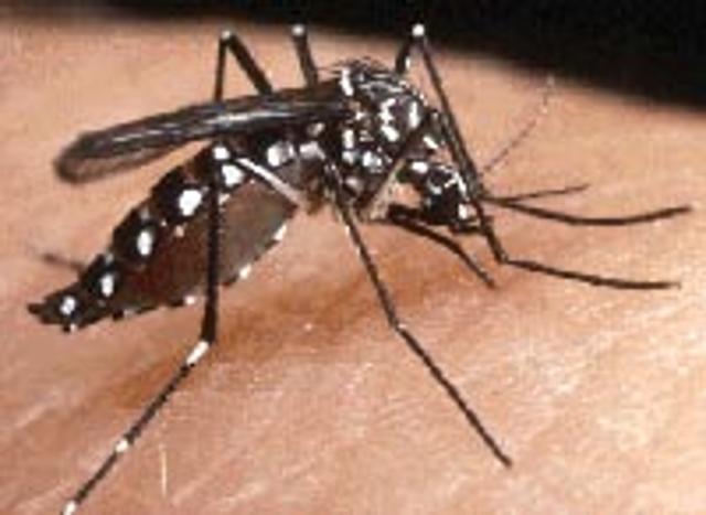 Lotta alle zanzare: comportamenti utili e consegna di una confezione di pastiglie antilarvali